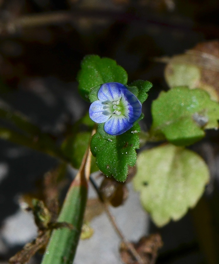 Image of Veronica polita specimen.