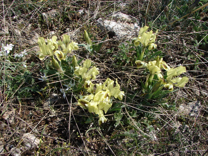 Image of Iris pumila specimen.