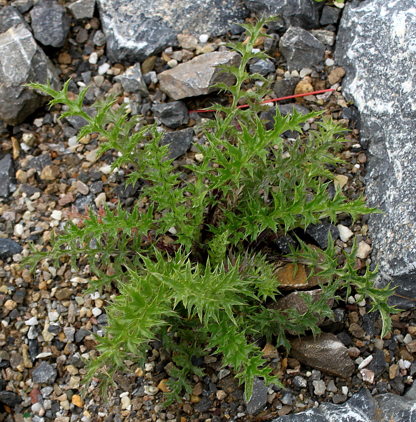 Image of Carlina acaulis ssp. caulescens specimen.