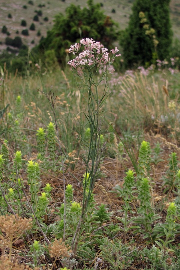 Изображение особи Asperula tenella.