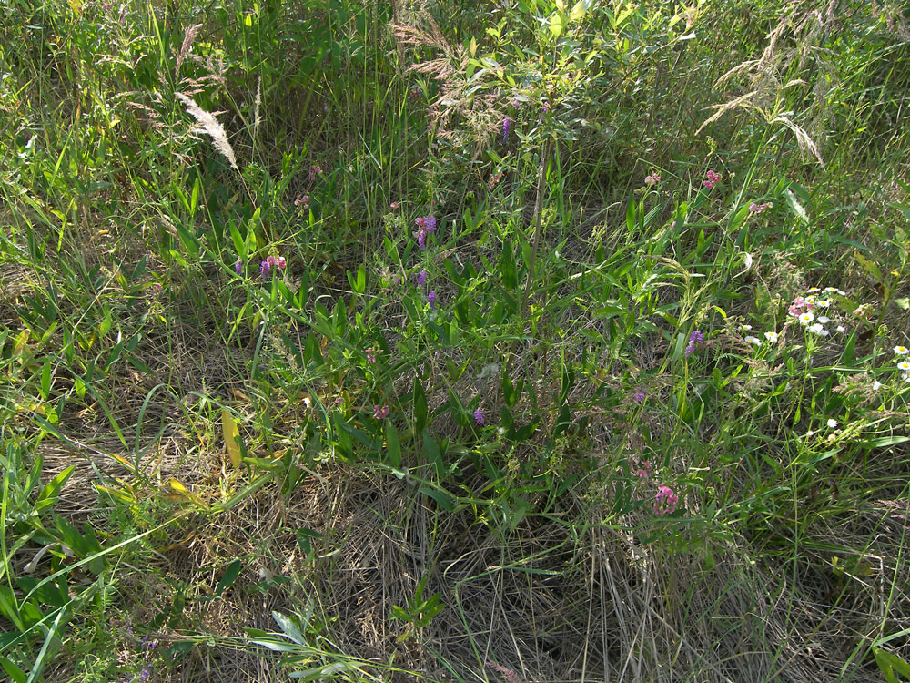 Image of Lathyrus sylvestris specimen.