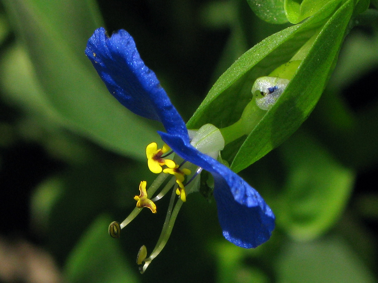 Изображение особи Commelina communis.