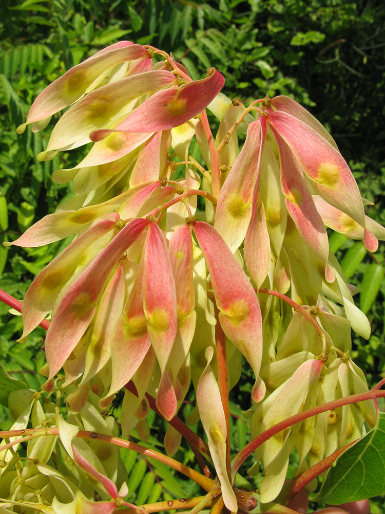 Изображение особи Ailanthus altissima.