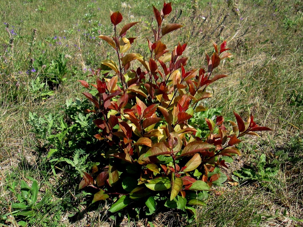 Image of genus Malus specimen.