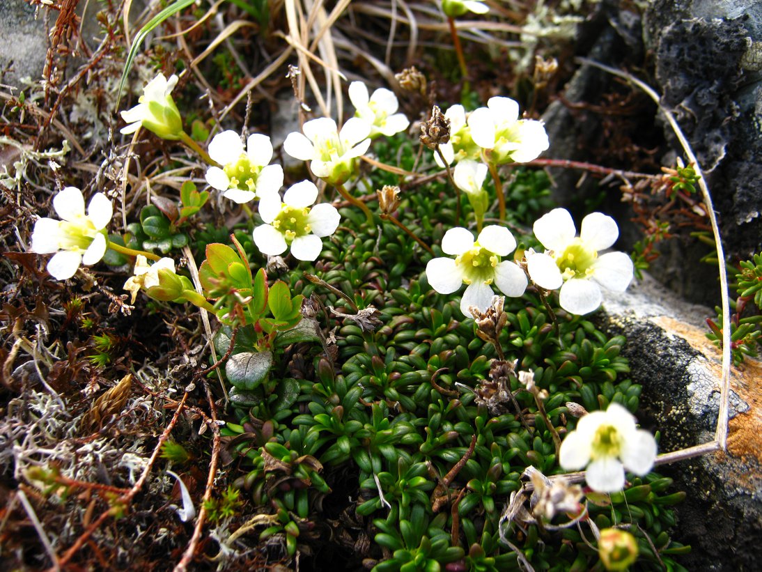 Изображение особи Diapensia lapponica.