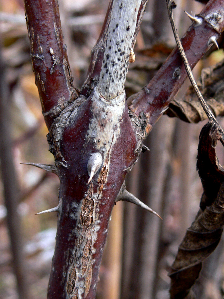 Image of Rosa cinnamomea specimen.