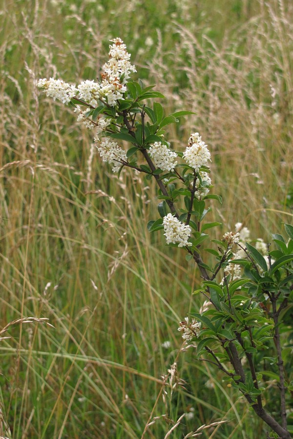 Изображение особи Ligustrum vulgare.