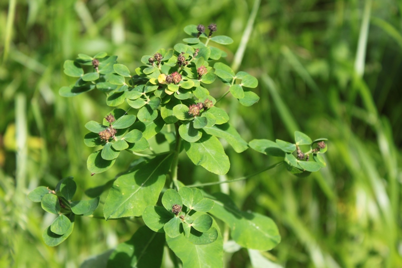 Image of Euphorbia pilosa specimen.