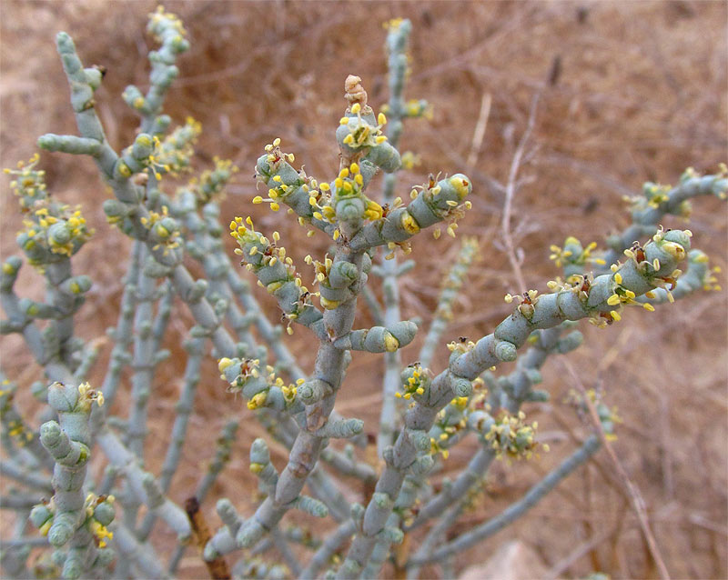 Изображение особи Anabasis articulata.