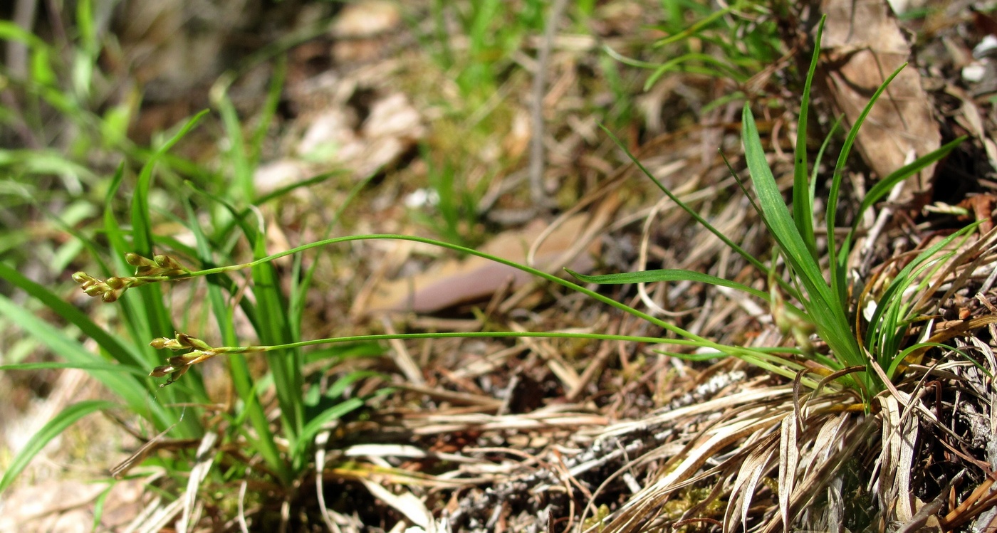 Изображение особи Carex ornithopoda.