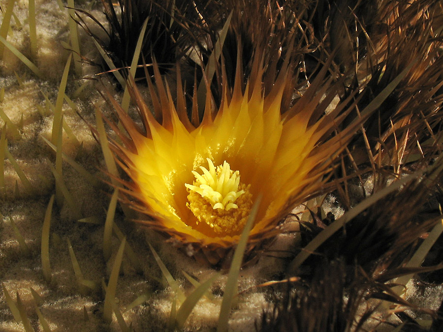 Image of Echinocactus grusonii specimen.