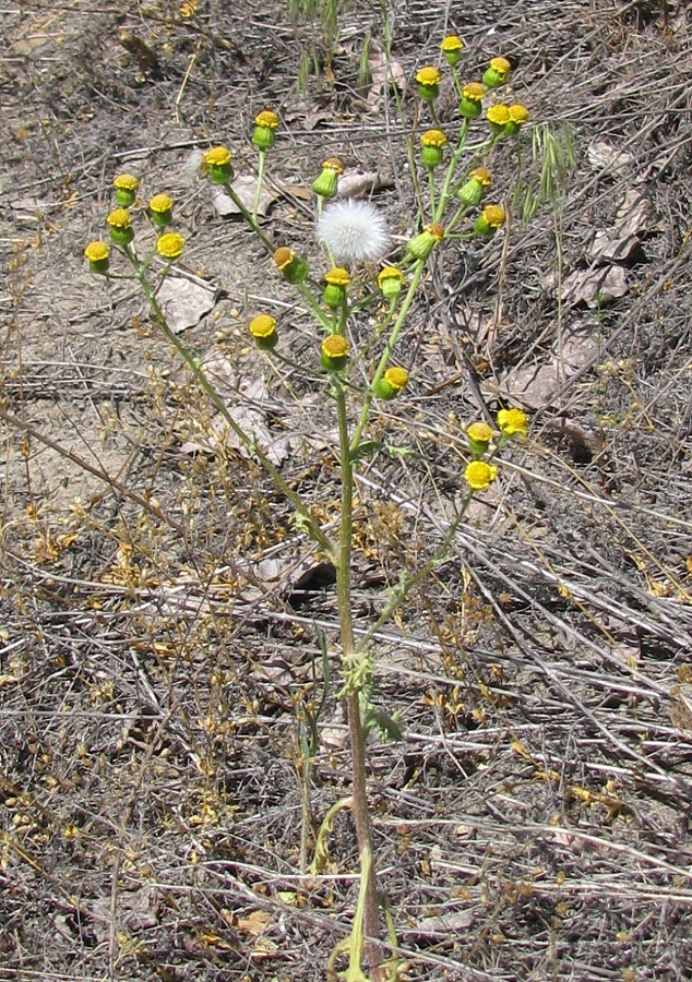 Изображение особи Senecio vernalis.