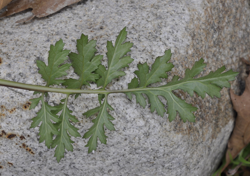 Image of Scrophularia lucida specimen.