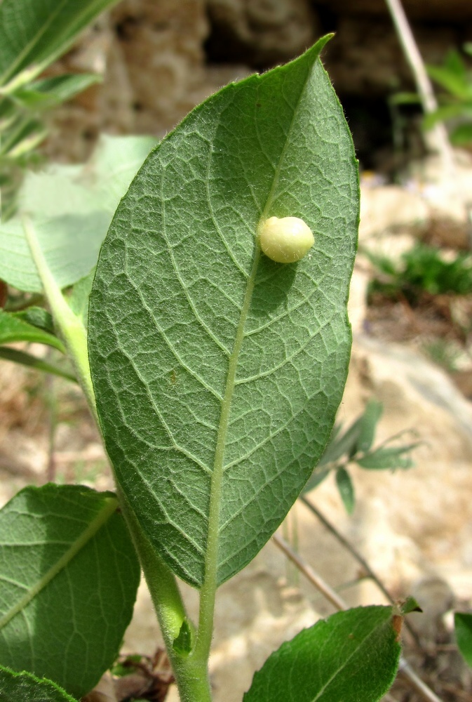 Изображение особи Salix recurvigemmata.