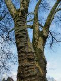 Platanus × acerifolia. Средняя часть ствола взрослого дерева. Германия г. Хаген, в озеленении. Декабрь 2013 г.