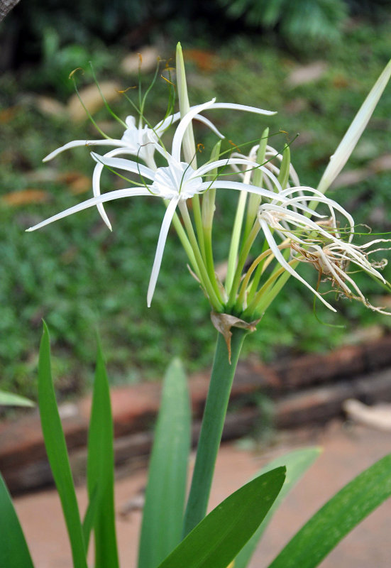 Image of Hymenocallis speciosa specimen.