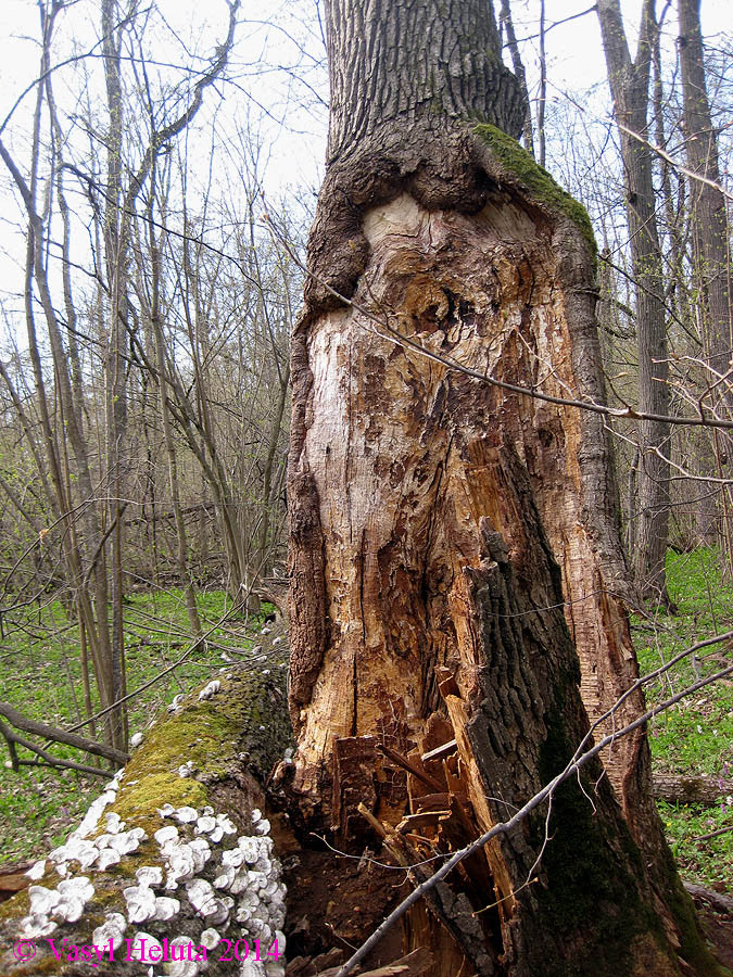 Image of Quercus robur specimen.