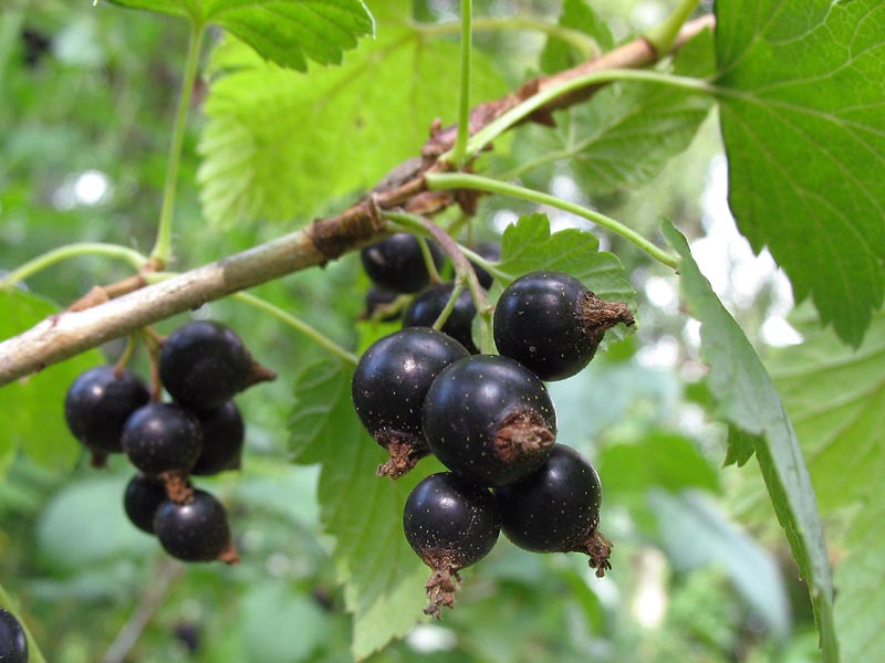 Image of Ribes nigrum specimen.