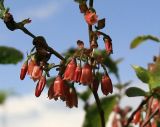 Vaccinium arctostaphylos