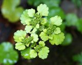 Chrysosplenium alternifolium. Верхушки побегов с плодами. Адыгея, левый берег р. Белая, вдоль тропы из пос. Каменномостовский до водопадов Руфабго. 27.04.2013.