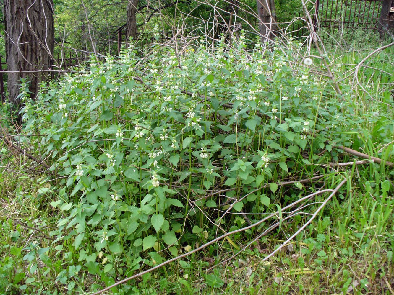 Image of Lamium album specimen.