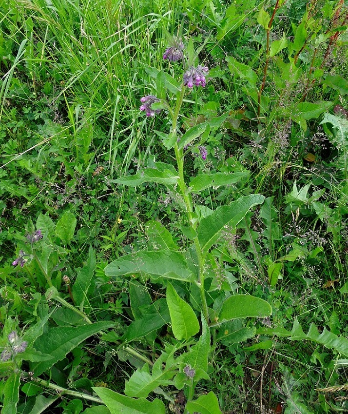 Image of Symphytum officinale specimen.