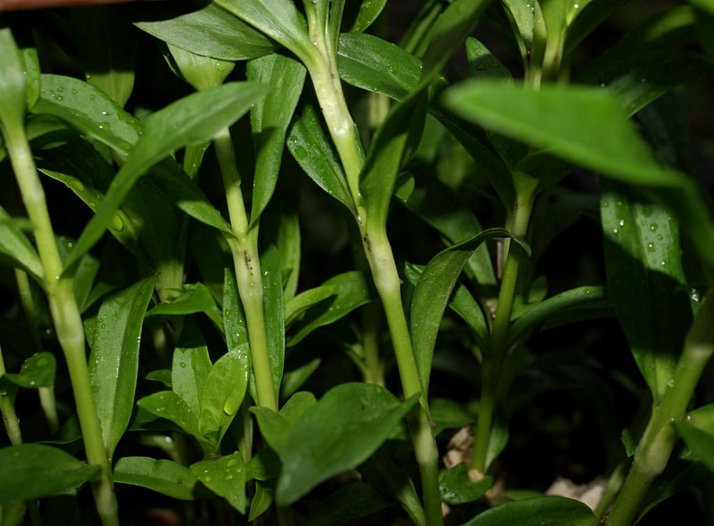 Image of Dianthus barbatus specimen.