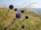 Echinops tataricus. Верхушка цветущего растения на остепнённом склоне. Республика Татарстан, г. Бавлы. 10.08.2005.