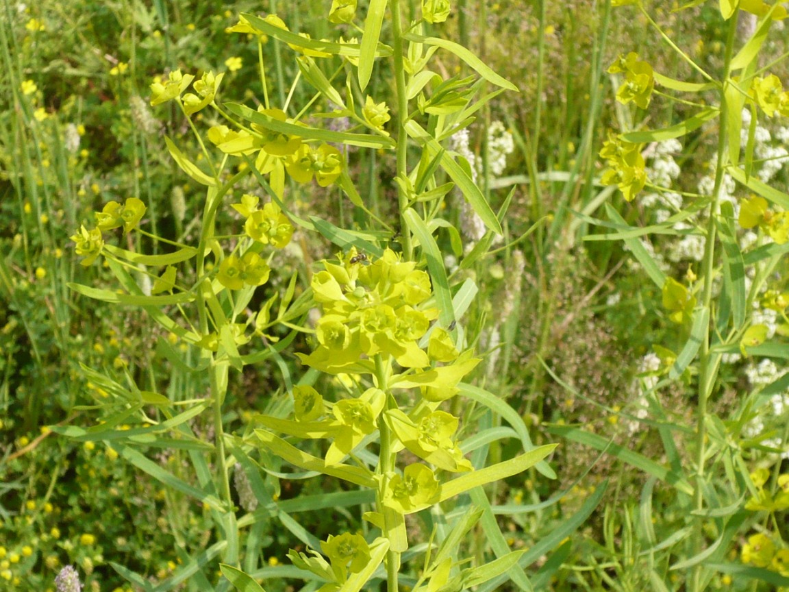 Изображение особи Euphorbia virgata.