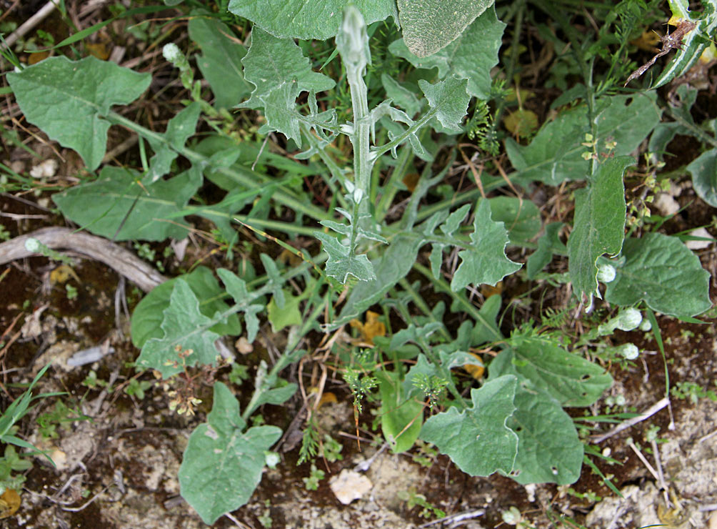 Изображение особи Centaurea solstitialis.