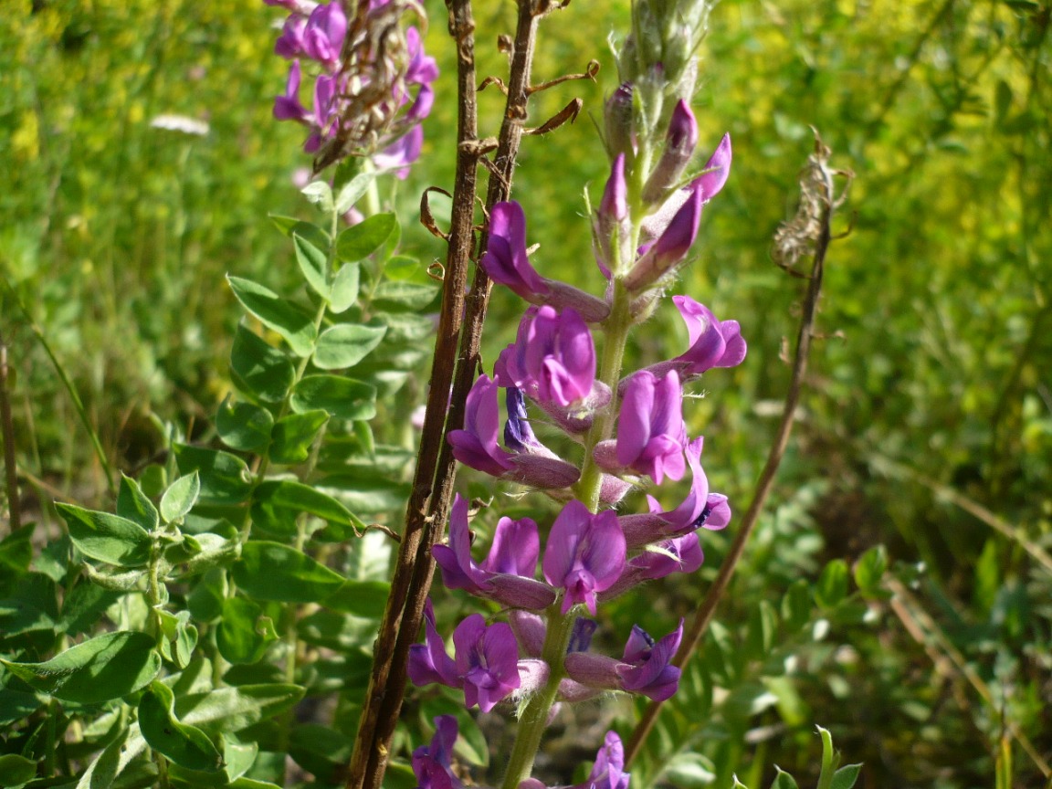 Image of Oxytropis campanulata specimen.