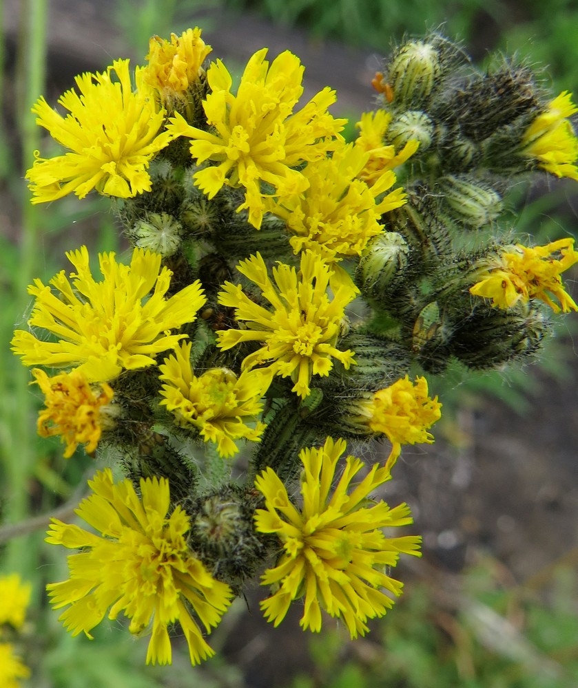 Image of Pilosella novosibirskensis specimen.