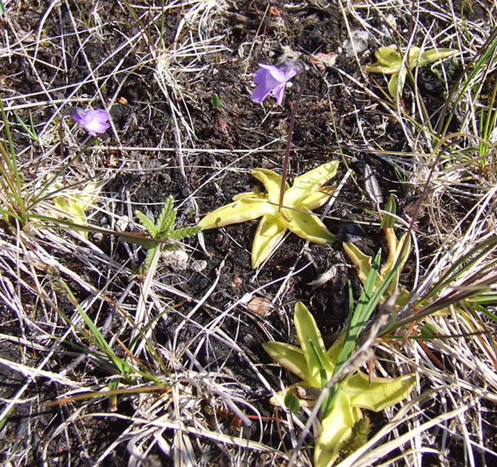 Изображение особи Pinguicula vulgaris.