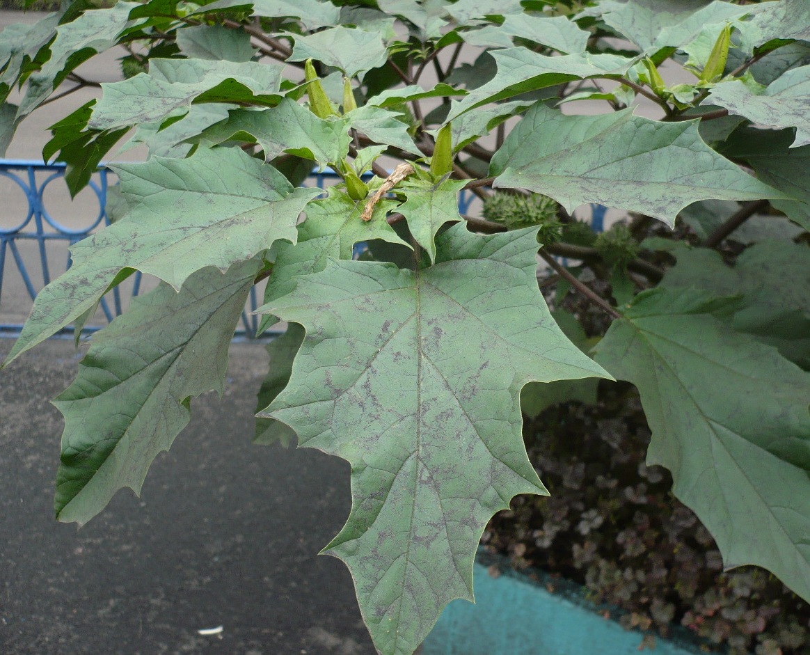 Image of Datura stramonium specimen.