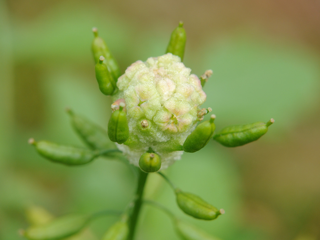 Изображение особи Rorippa palustris.