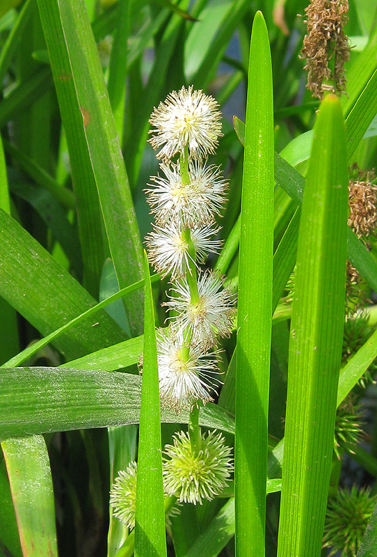 Image of Sparganium emersum specimen.