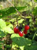 Solanum dulcamara