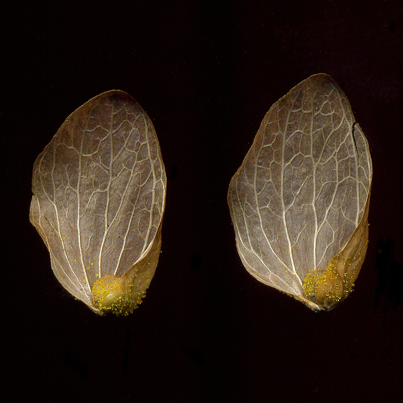 Image of Humulus lupulus specimen.