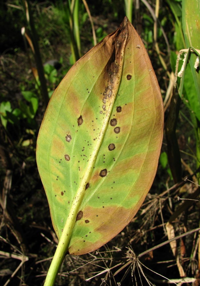 Image of Alisma plantago-aquatica specimen.