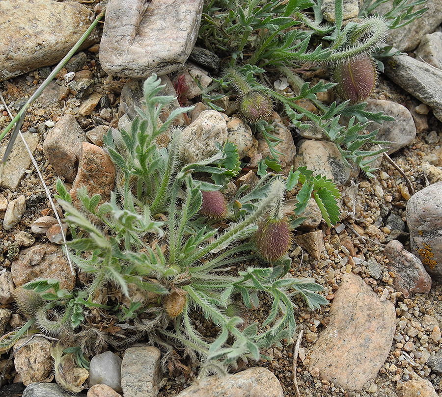 Изображение особи Papaver olchonense.