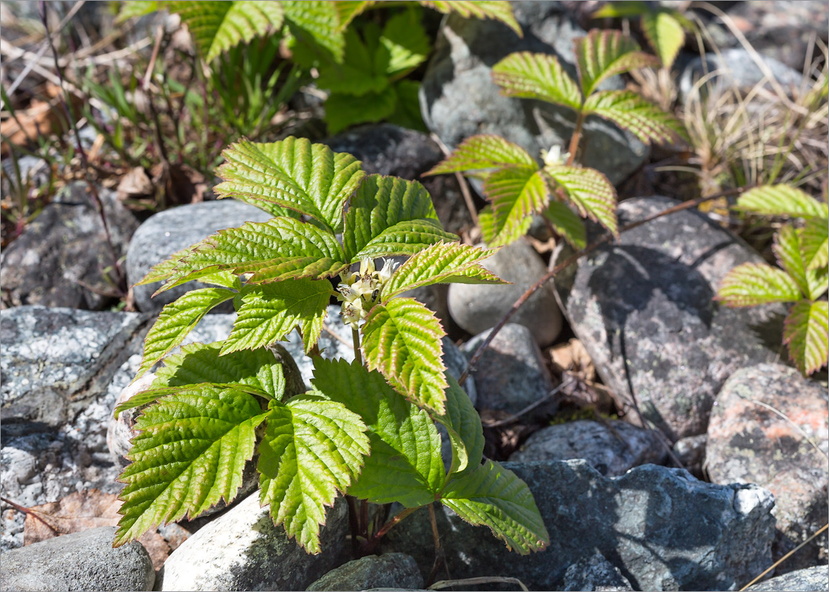 Image of Rubus saxatilis specimen.