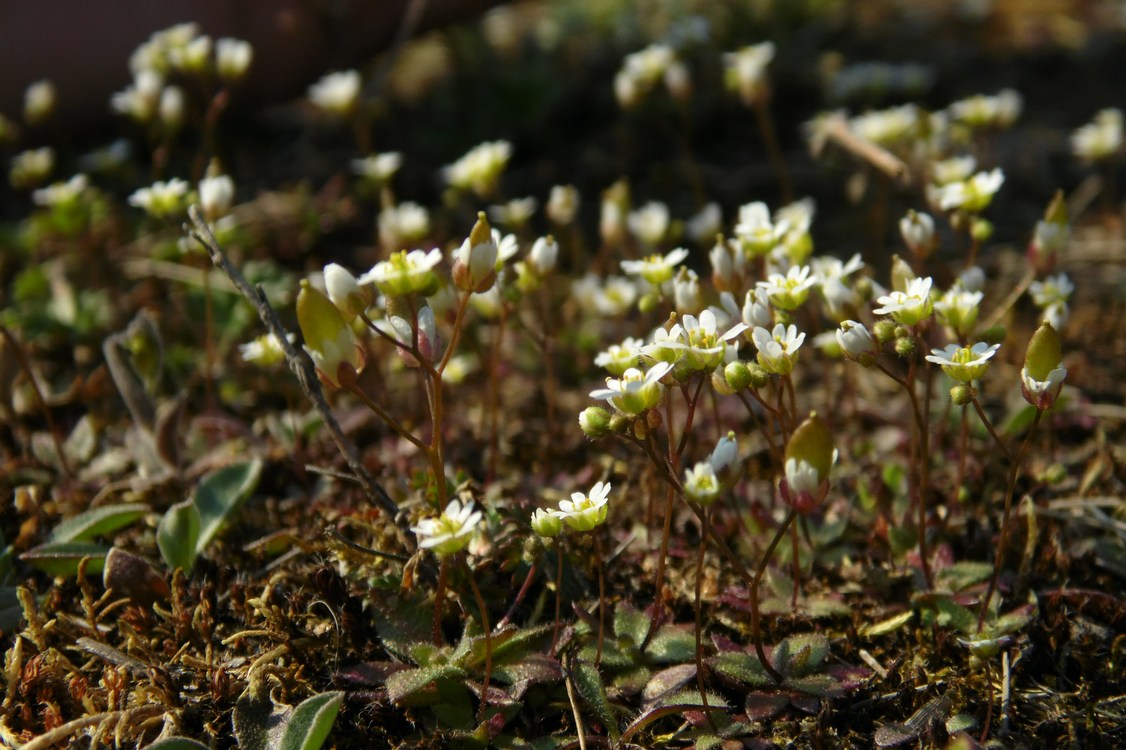 Image of Erophila verna specimen.