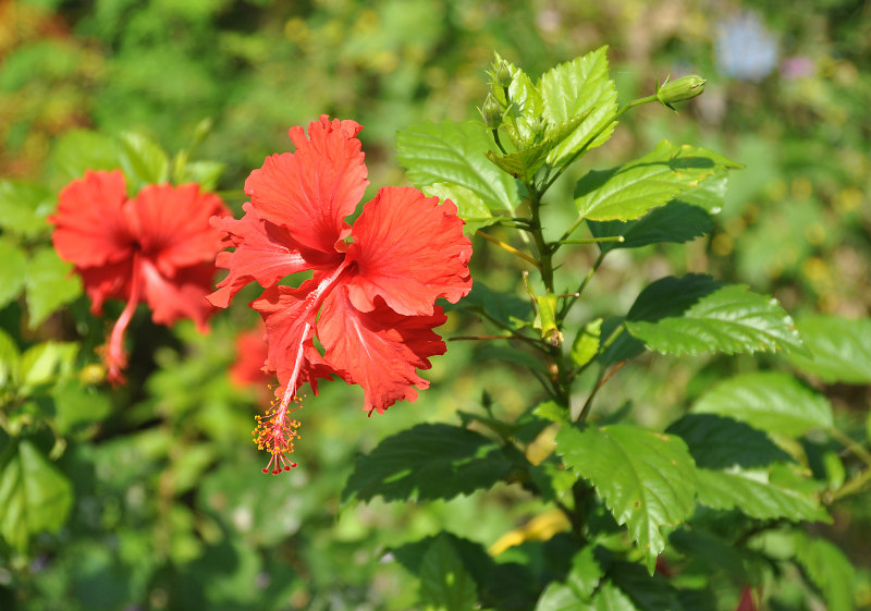 Image of Hibiscus rosa-sinensis specimen.