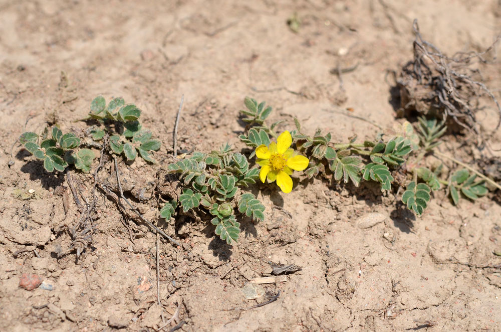 Image of Potentilla moorcroftii specimen.