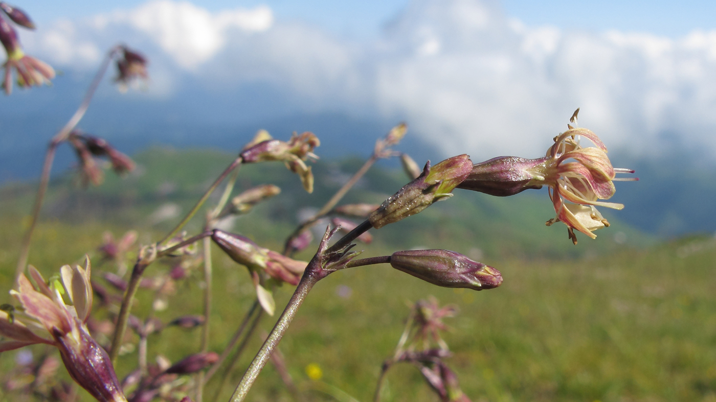 Изображение особи Silene saxatilis.