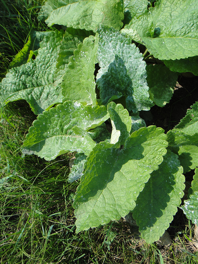 Image of Phlomoides tuberosa specimen.