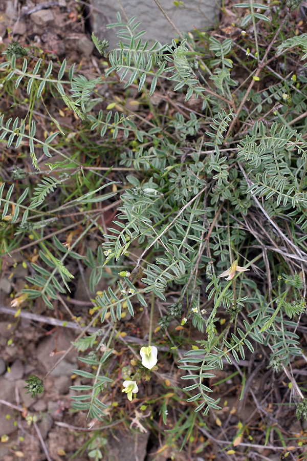 Image of Astragalus macrotropis specimen.