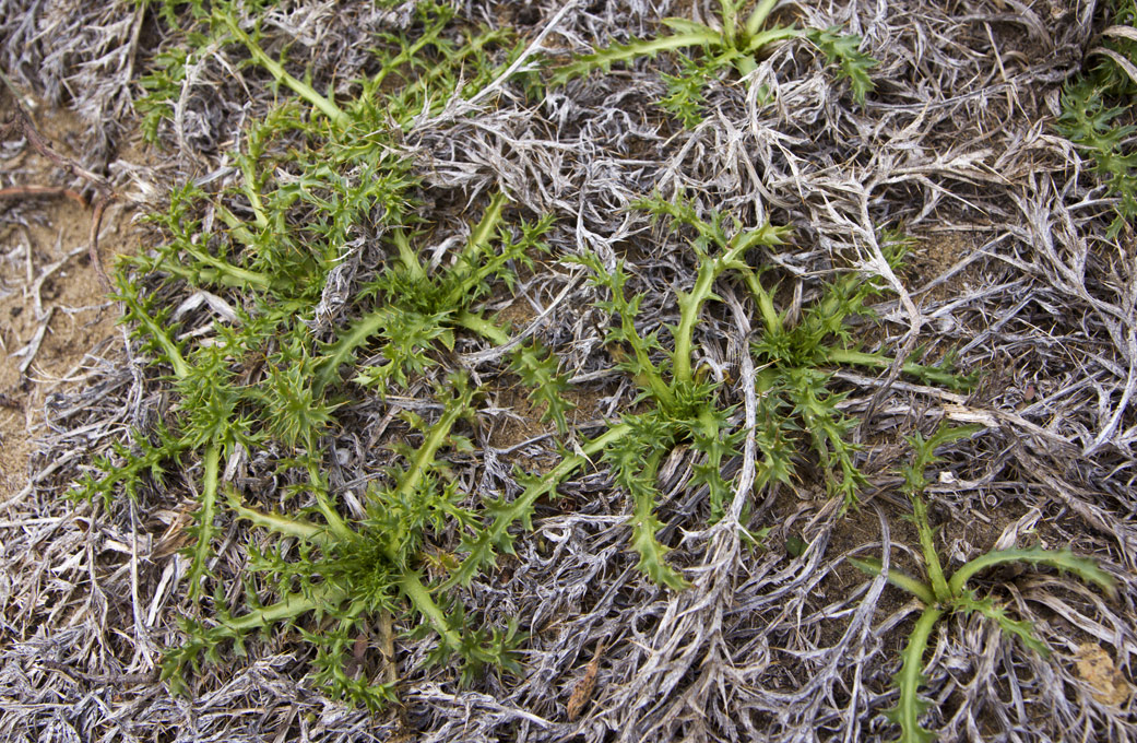 Image of Carlina gummifera specimen.