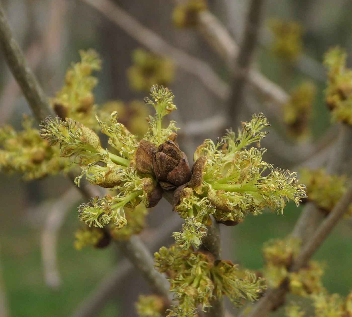 Image of Fraxinus pennsylvanica specimen.