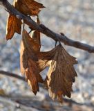 Ribes aureum